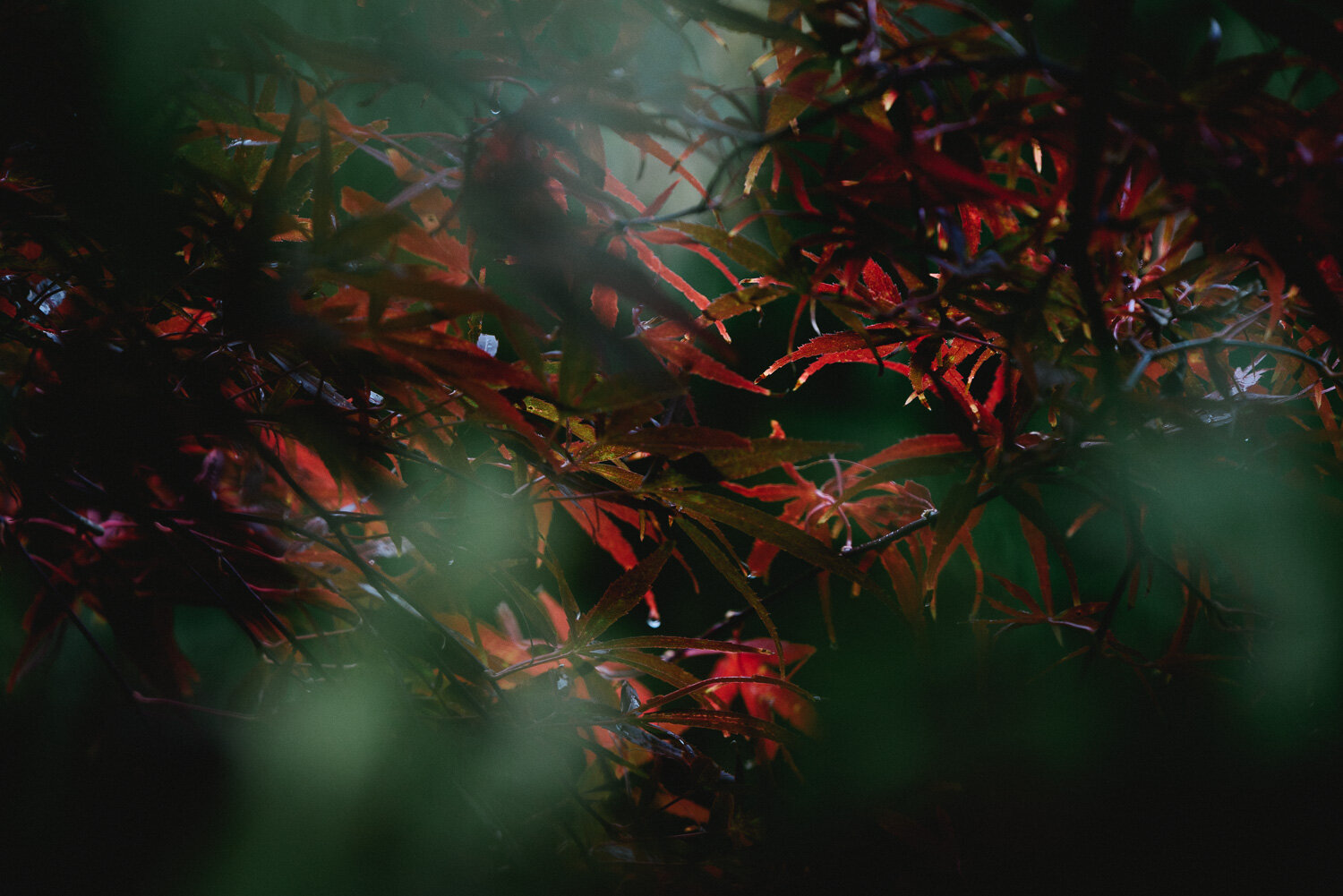 Autumn Colours-18.jpg