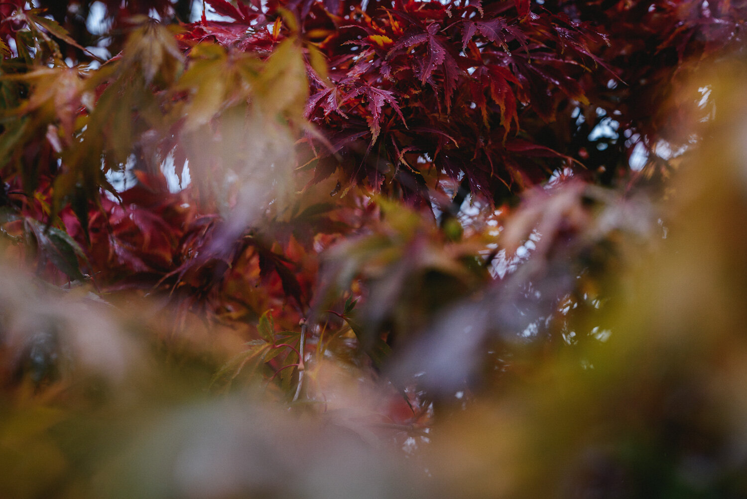Autumn Colours-19.jpg