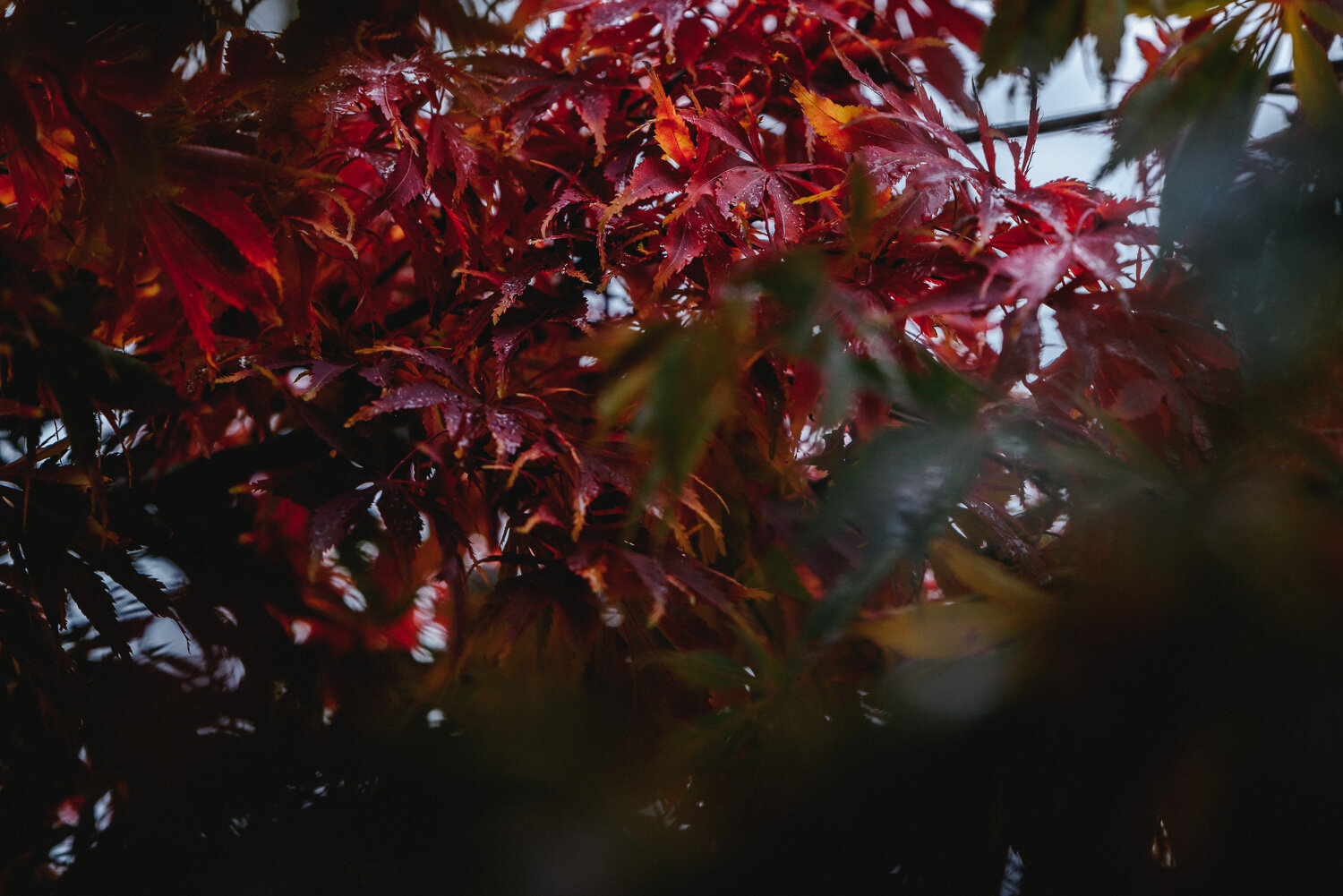 Autumn Colours-20.jpg
