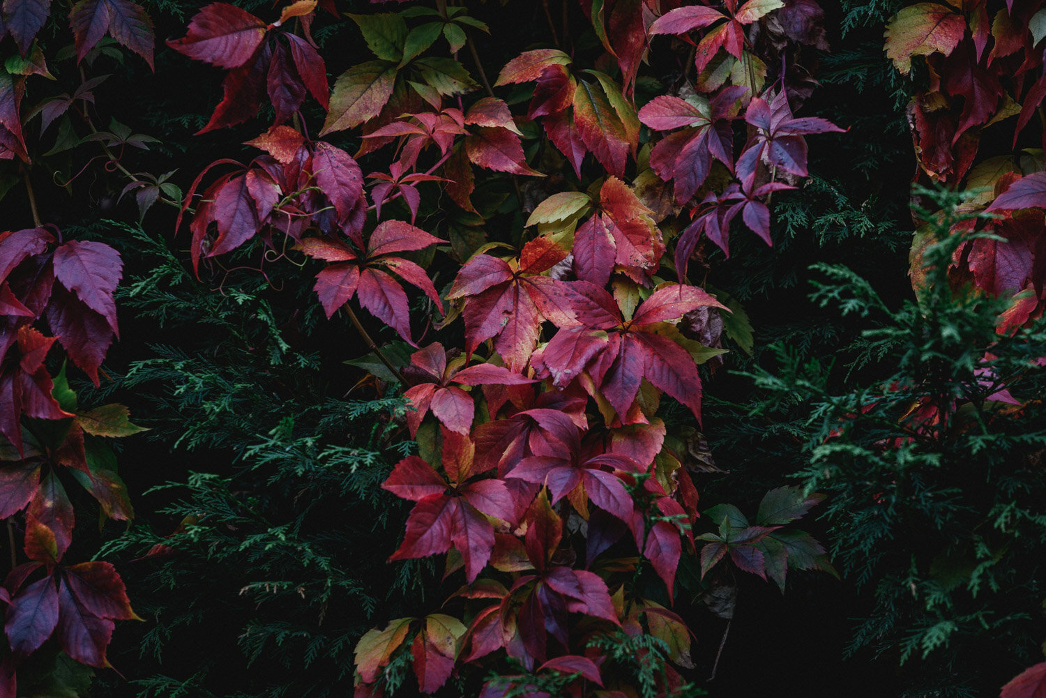 Autumn Colours-22.jpg
