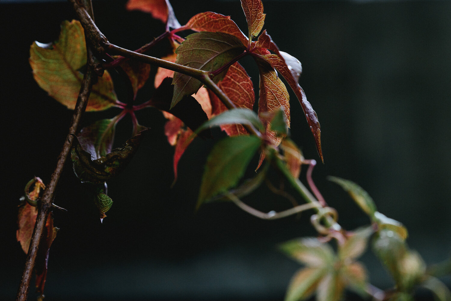 Autumn Colours-23.jpg