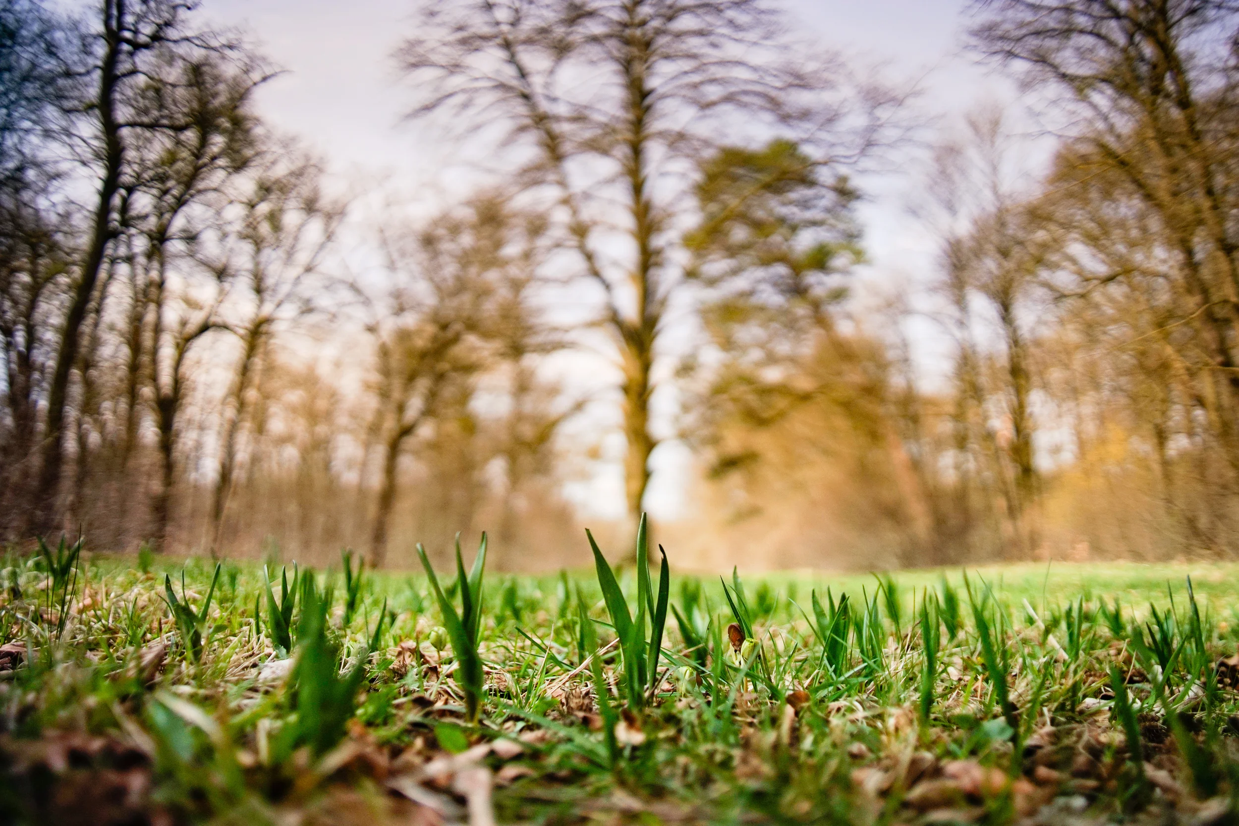   "Sun and Growth" , Nymphenburg, Munich, 2013 