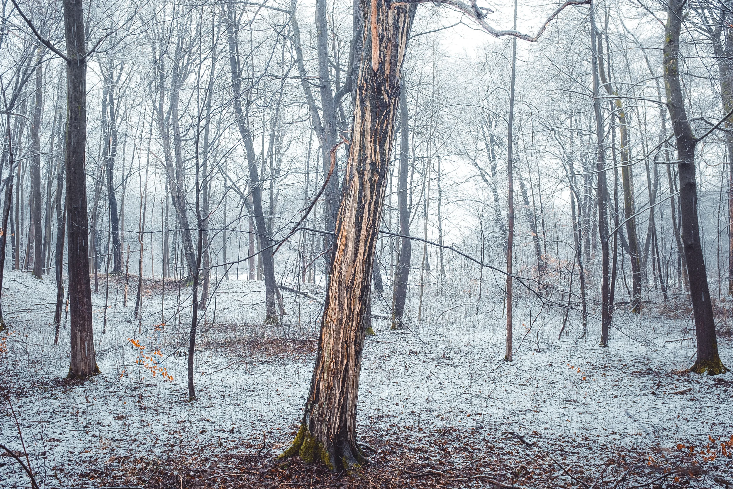   "Cold Snow" , Forest near Munich, 2014 