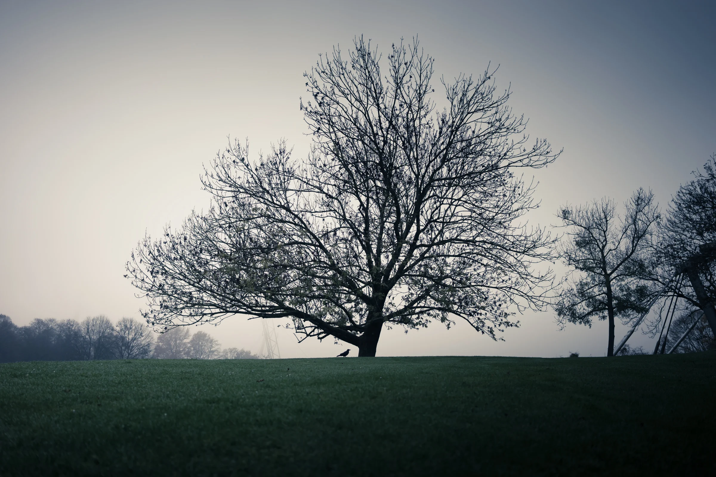   "Morning Bird" , Munich, 2015 