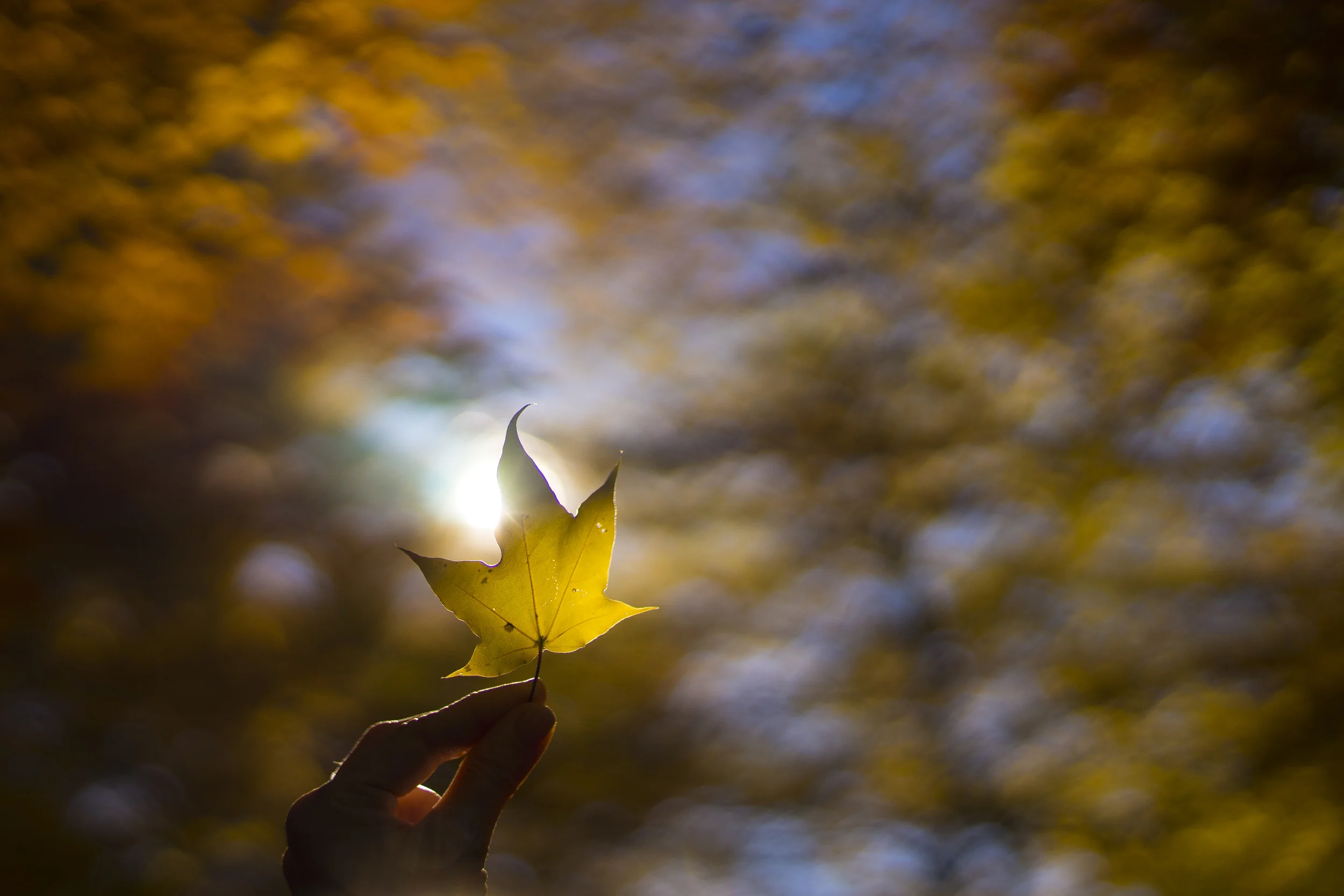   "Autumn Light",  Munich, Germany, 2015 