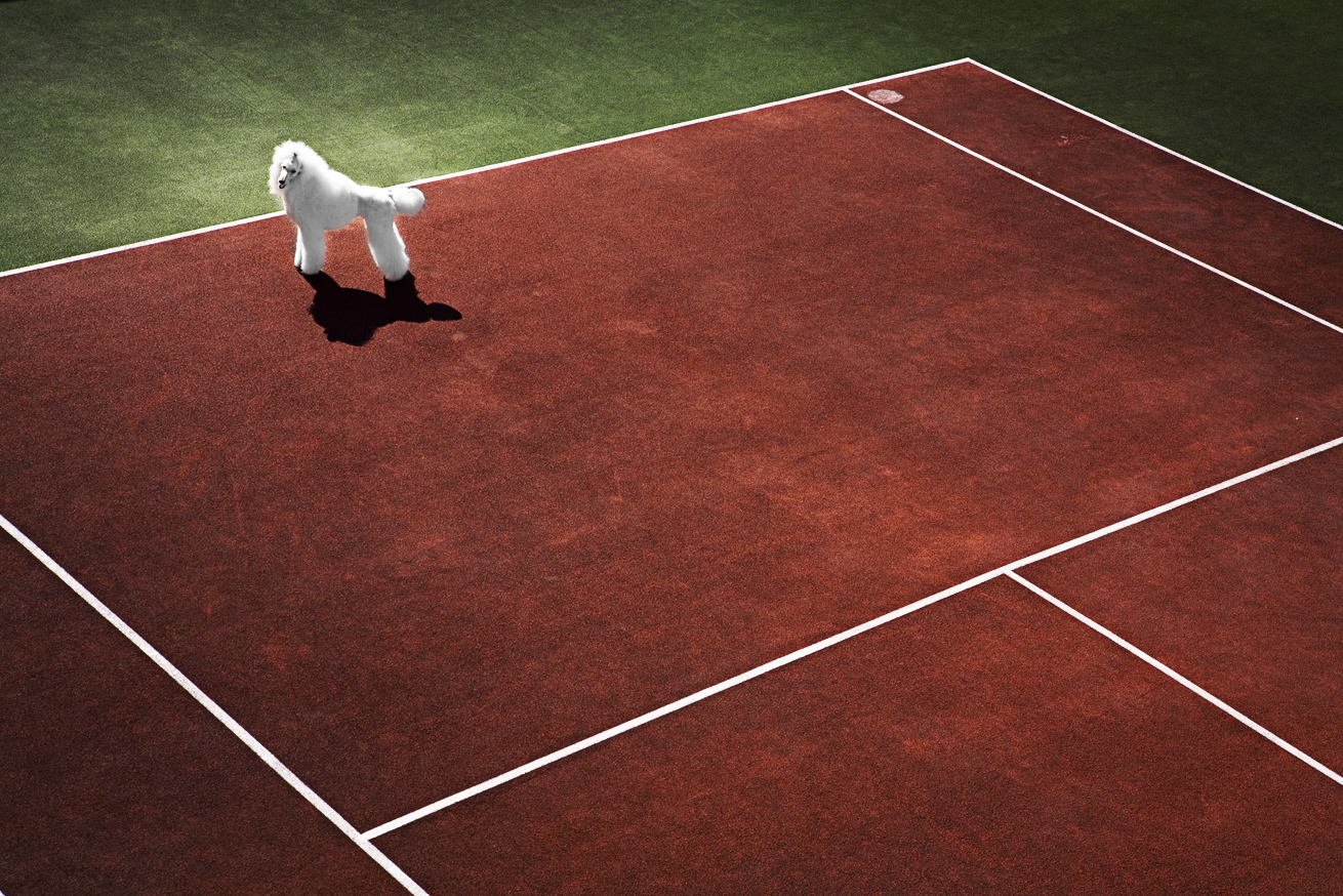 ginge_dog_tenniscourt_graphic.jpg