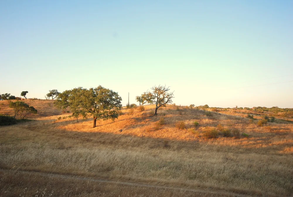 DSC_6446.jpg