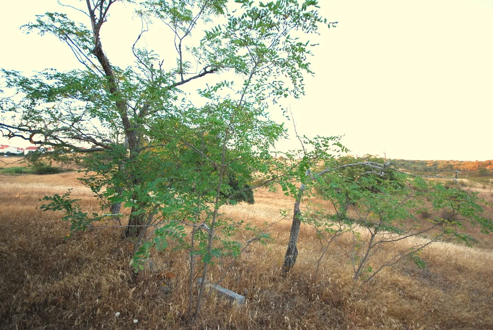 DSC_6477.jpg