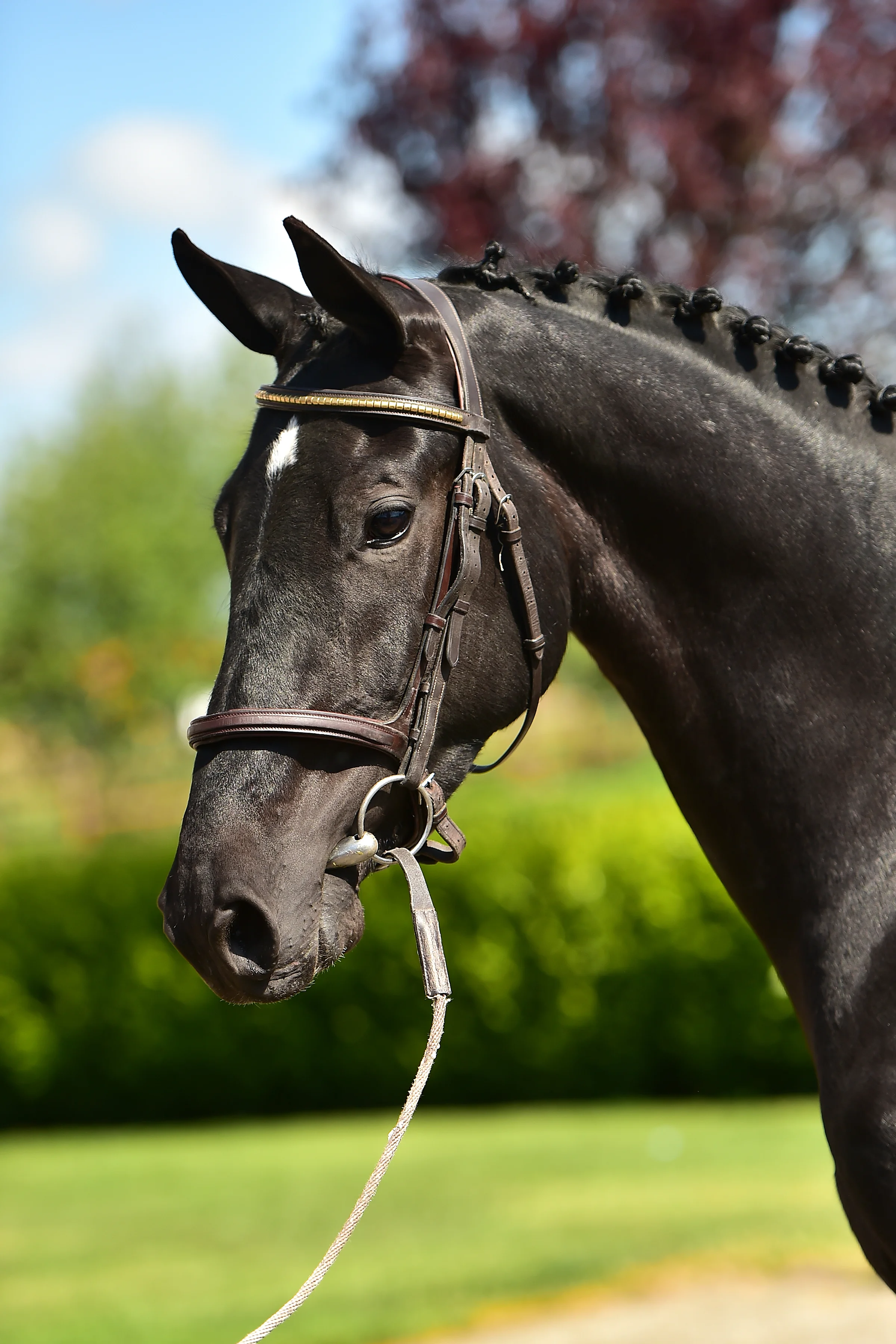 Bubalu VDL x Tolan R a.jpg