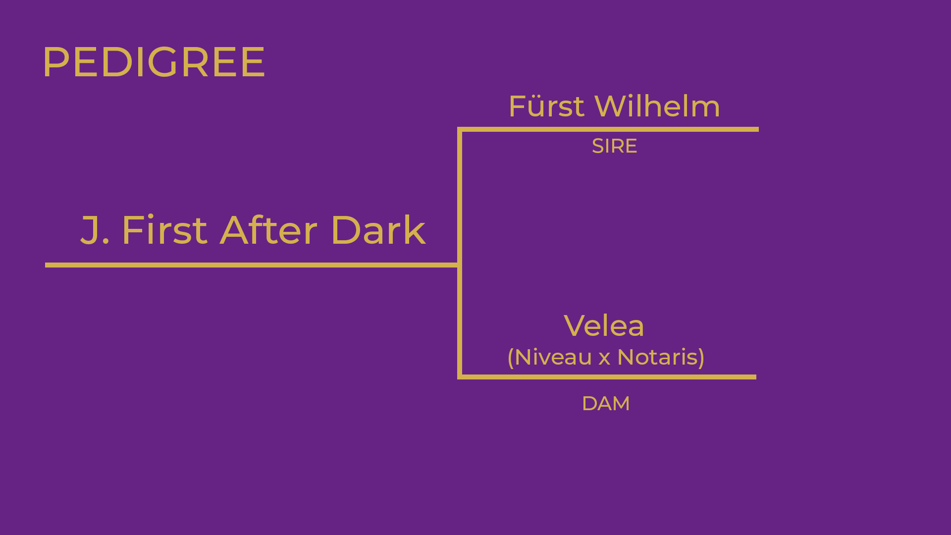 365 J First After Dark.png