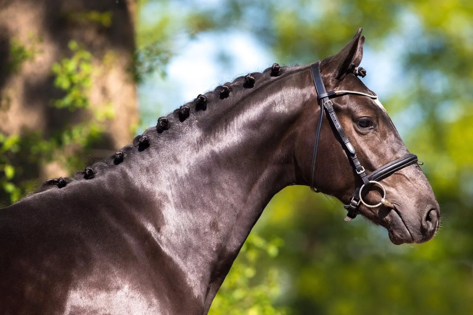 horse-for-sale.jpg