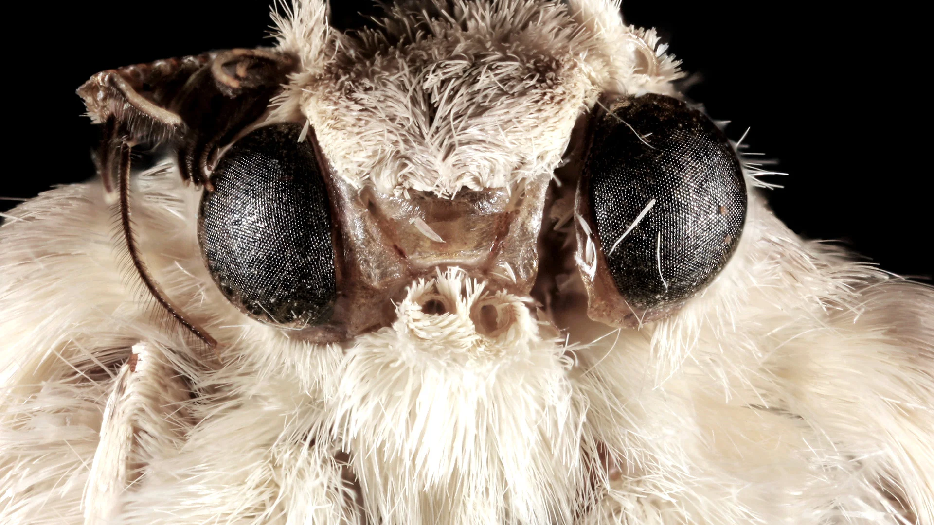 wired_think-like-a-tree-how-moth-eyes-inspired-the-camera-lens-2.jpg