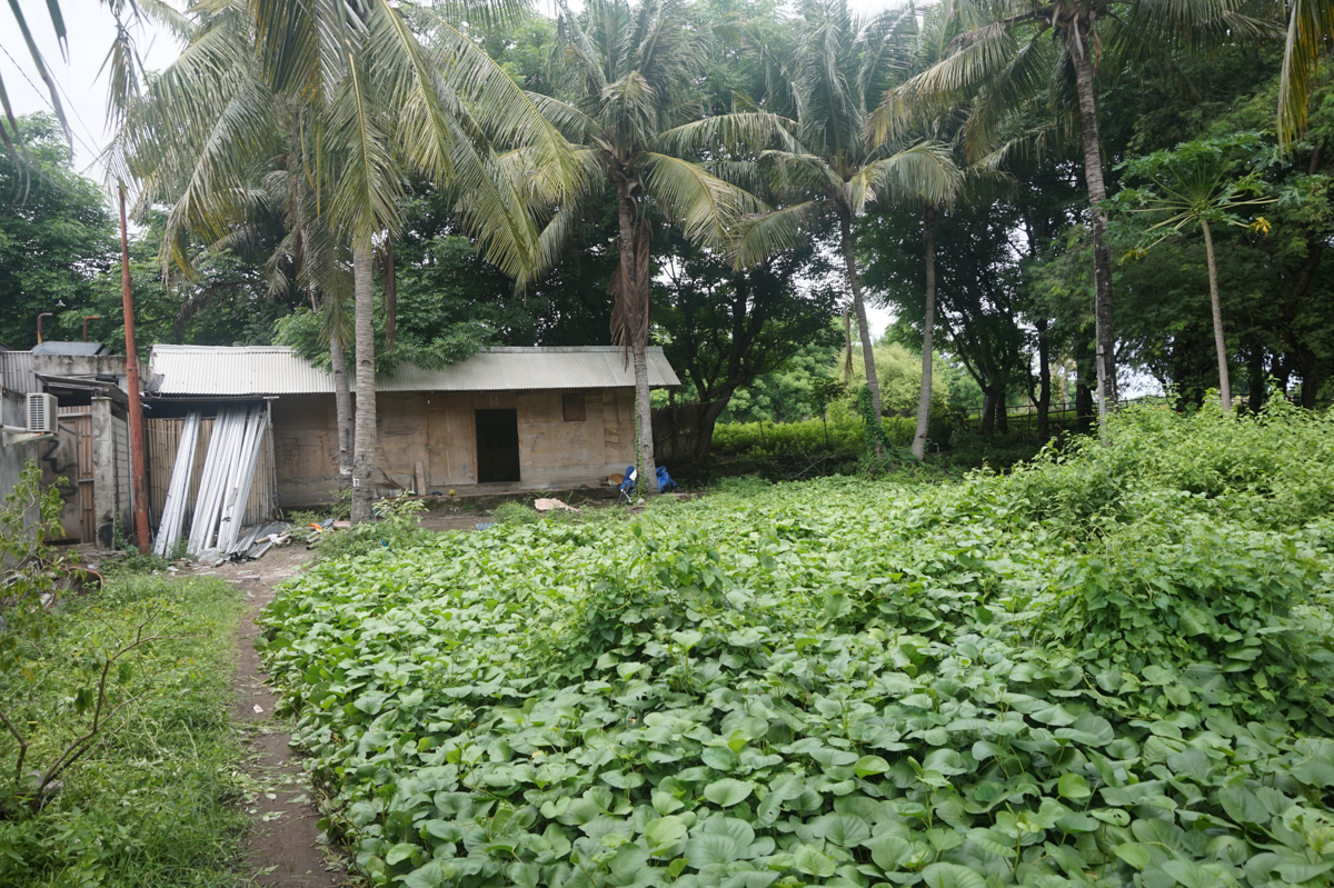 The living quarters surrounded by tropical forest. 