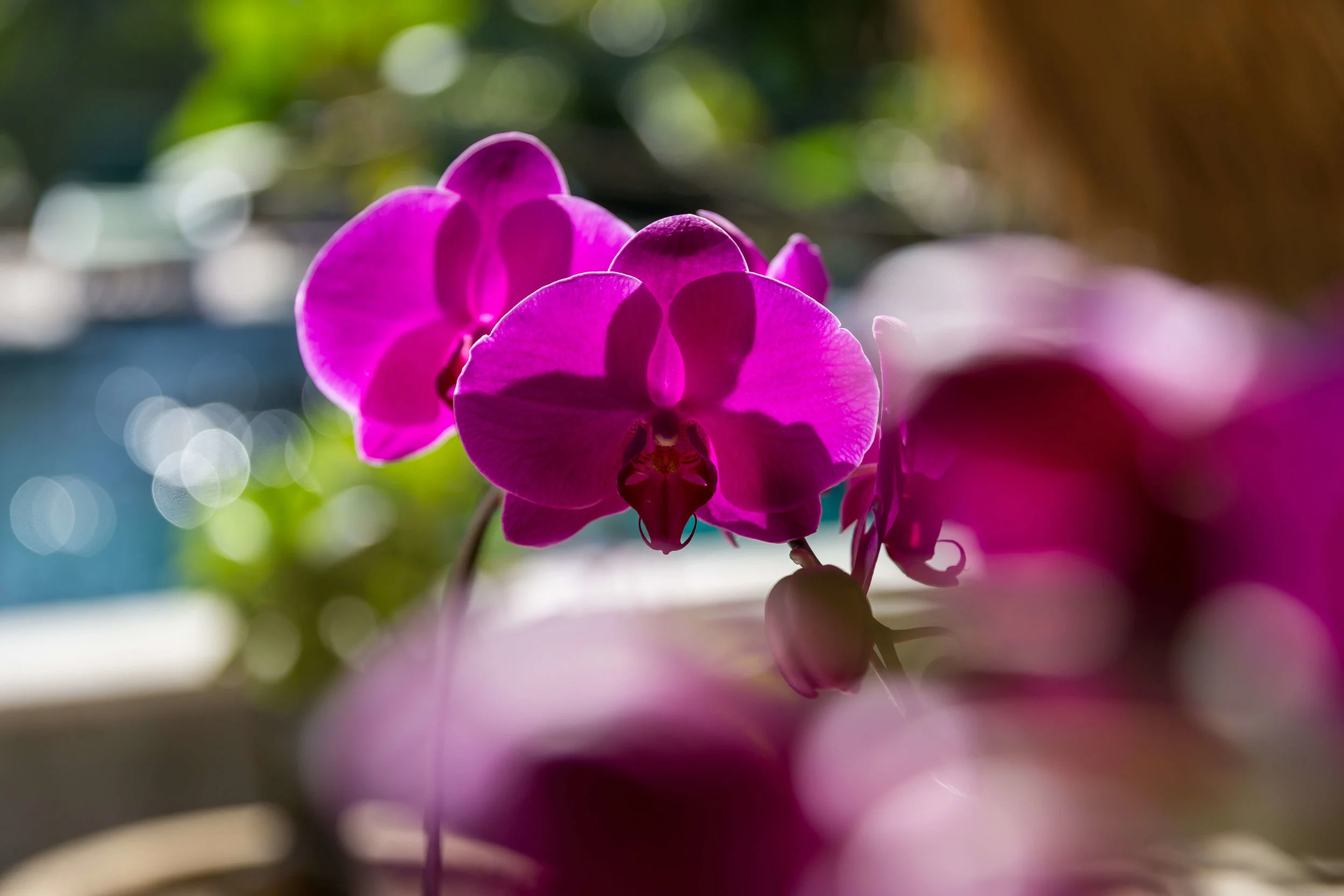 orchid.jpg