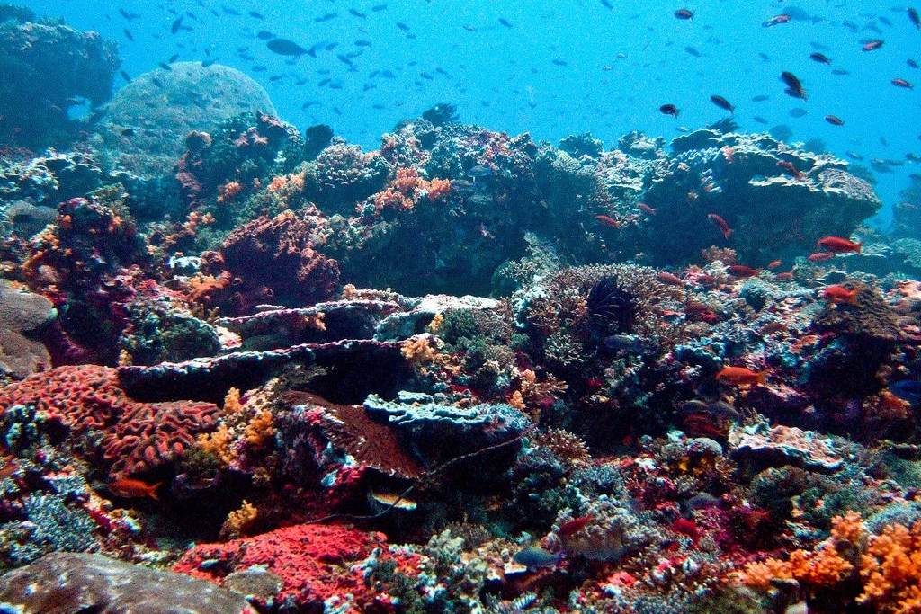 reef.jpg