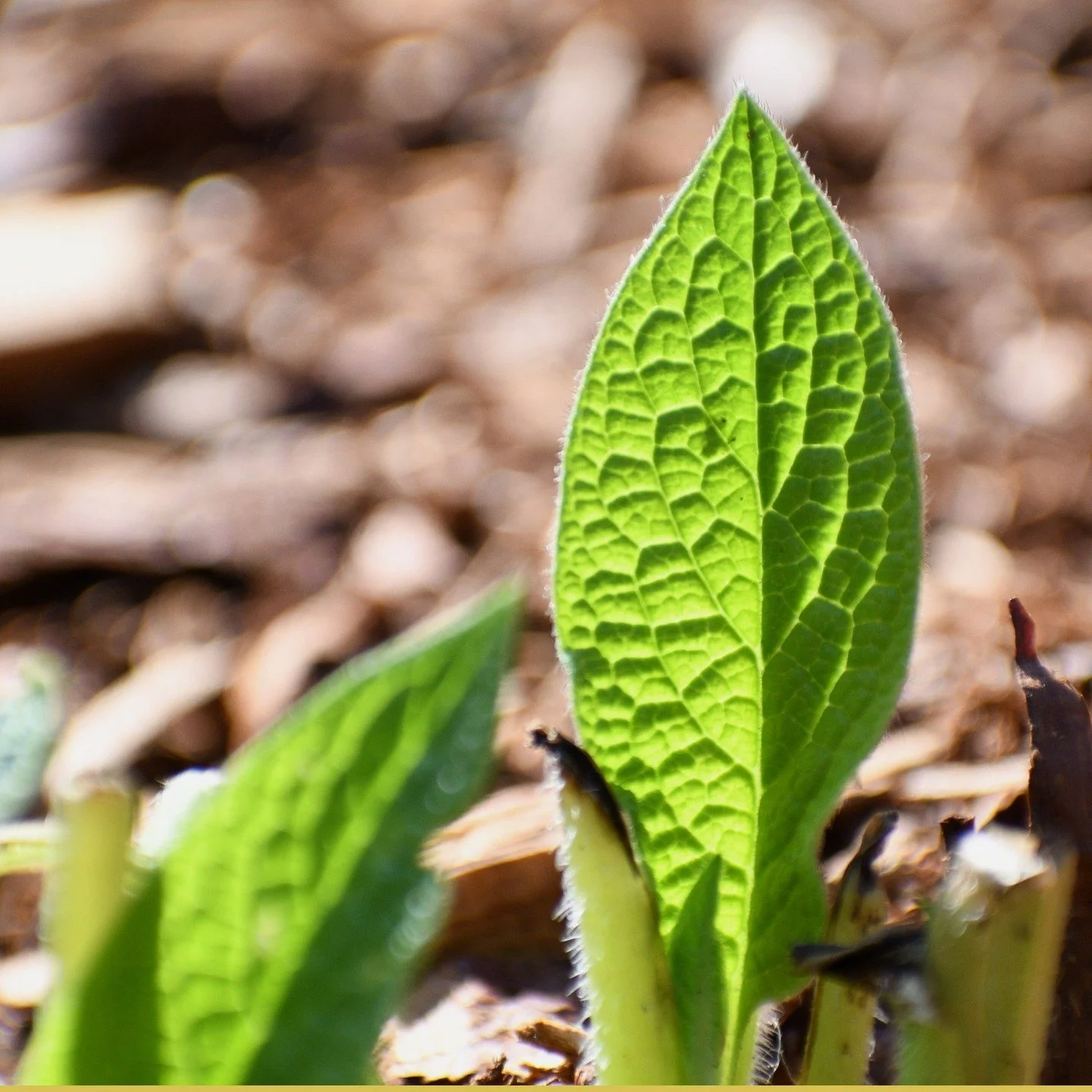 "I have refused to live
locked in the orderly house of
reasons and proofs.
The world I live in and believe in
is wider than that. And anyway,
what's wrong with Maybe?
You wouldn't believe what once or twice I have seen. I'll just
tell you this: