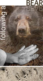 FindingBear_small_web.jpg