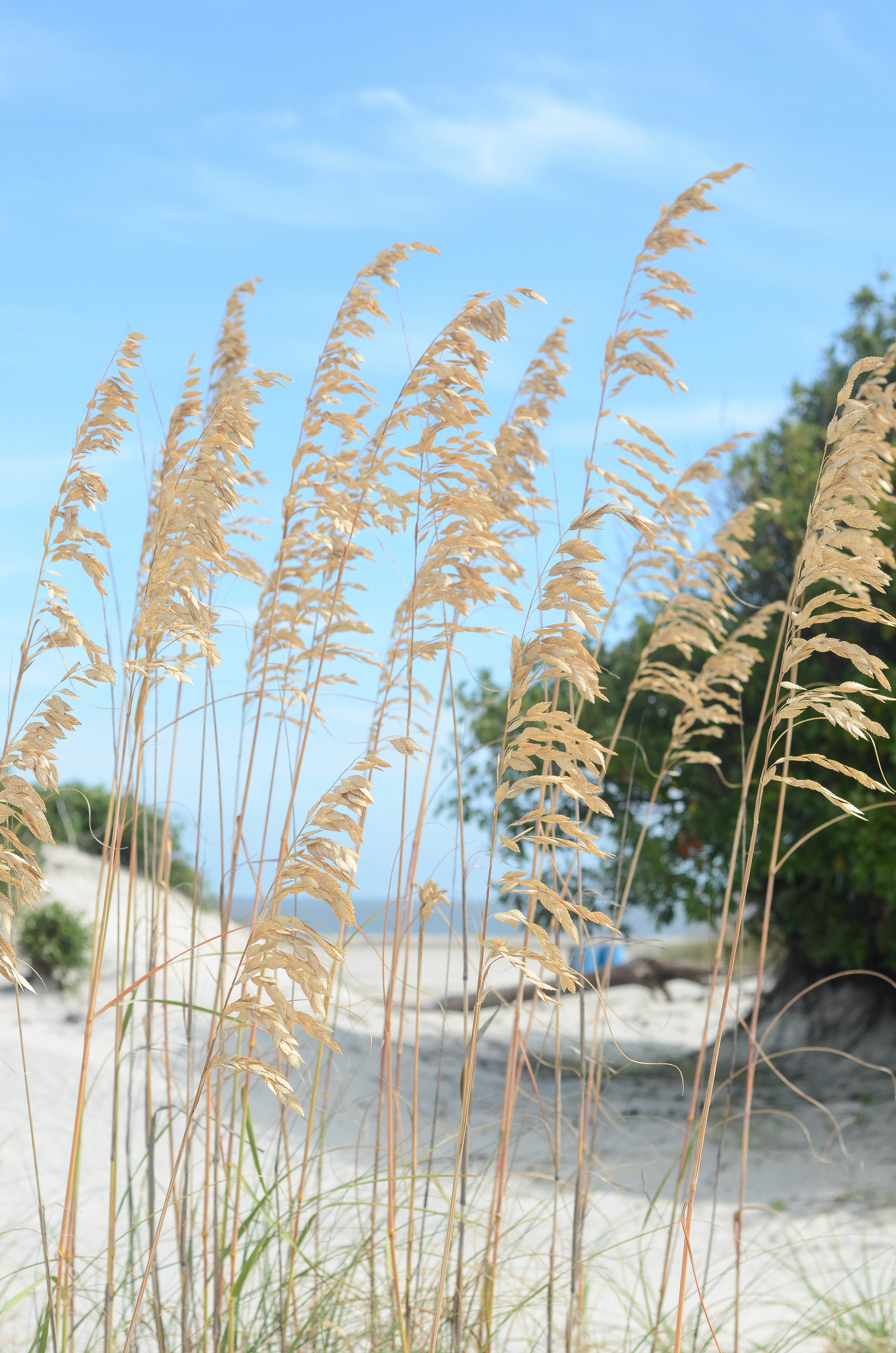 Beach View