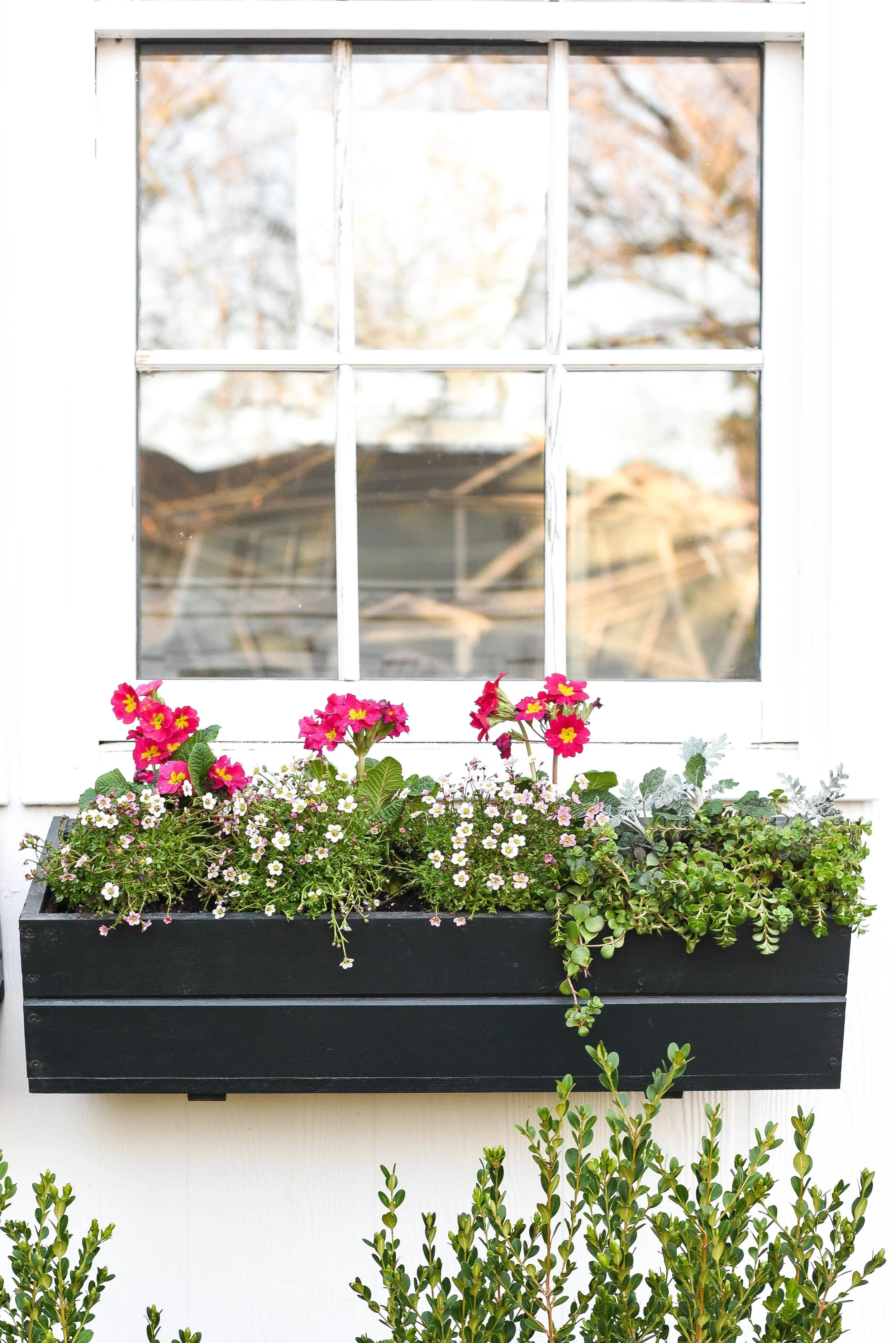 Spring Window Boxes