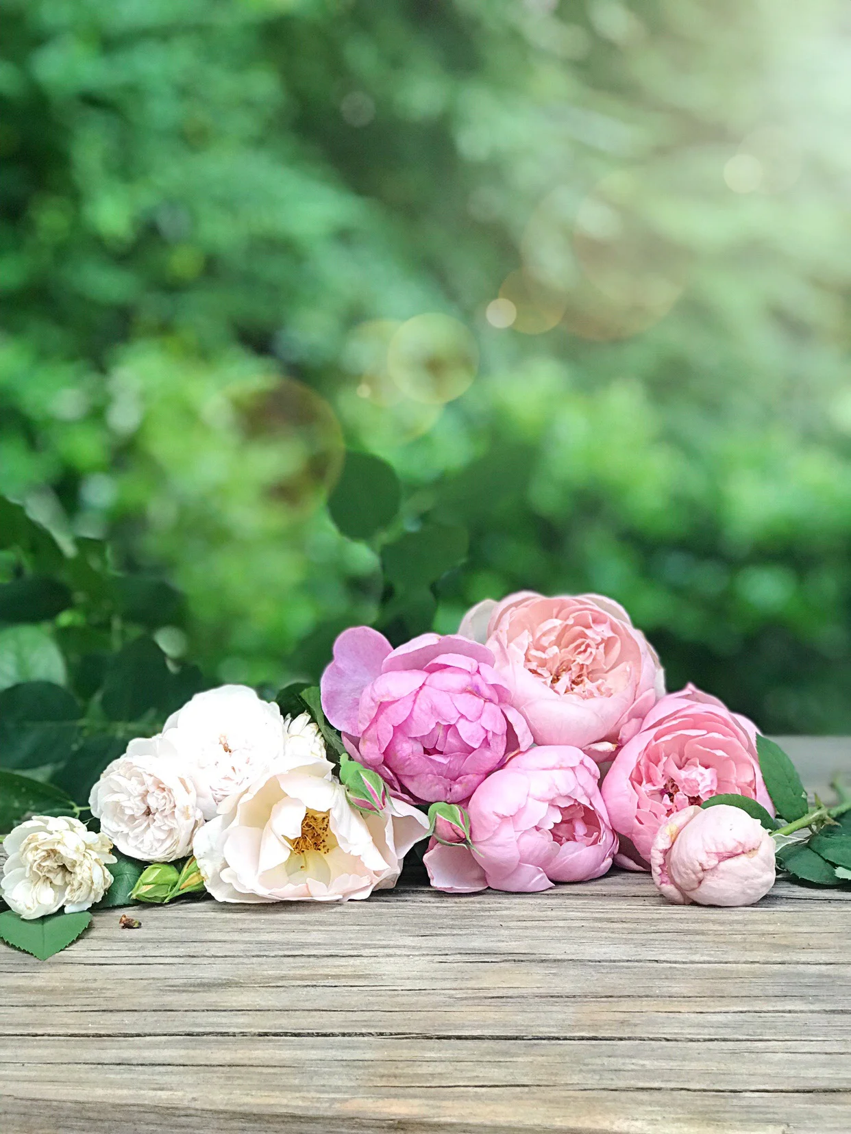 Currently In Bloom David Austin Roses Iron Twine