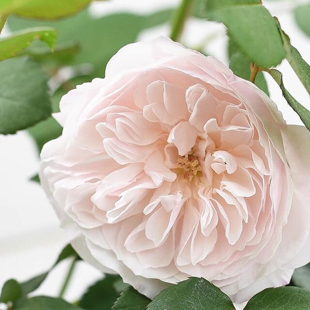 Did you guys catch Rose Rehab today in stories?! Talked all about that dreaded Black Spot and shared what not to do when maintaining and caring for your rose shrubs 🤣😂. But seriously life, time and other things can so easily take precedent over the