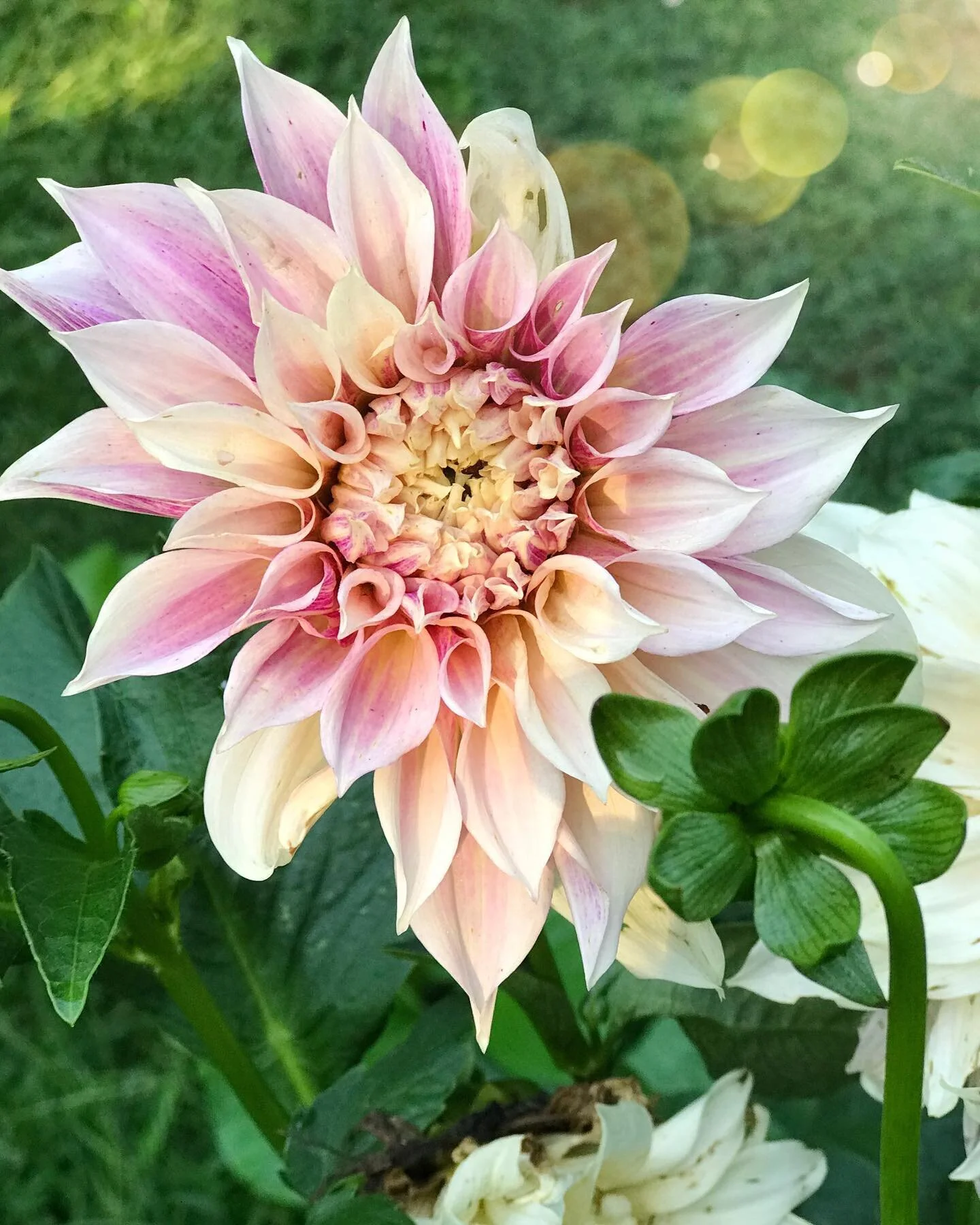 More #dahlias to brighten your morning ☺️. Happy Thursday Friends!!!