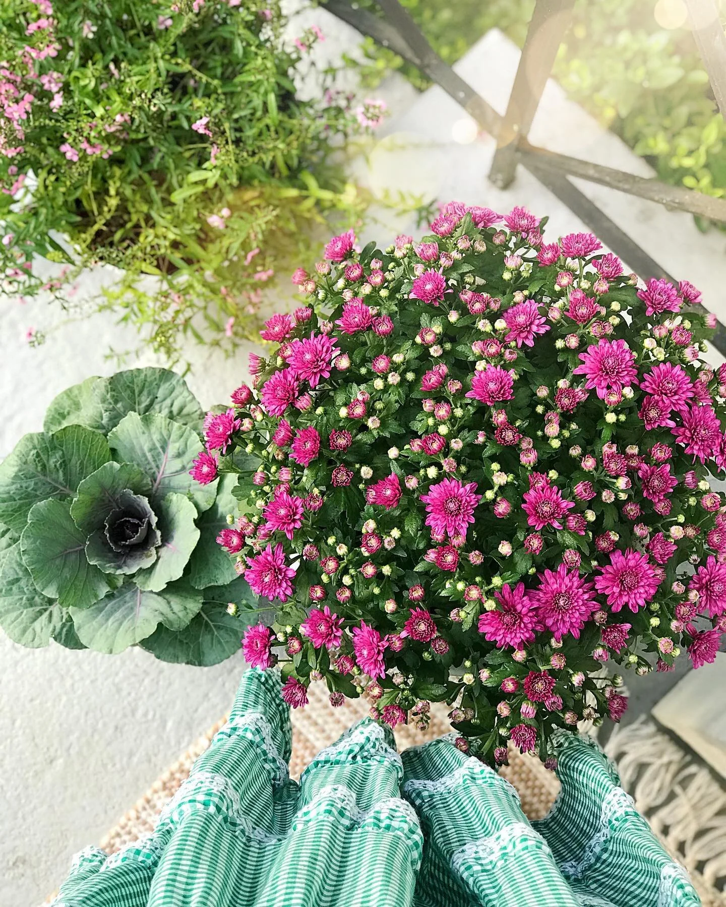 The mums are here! The mums are here 🌱🥰. I love this time of year, still soaking up summer, but looking ahead to fall 🤗 These fuschia #mums are the perfect transition piece, like a good outfit they add a seasonal touch to your porch, deck or garde