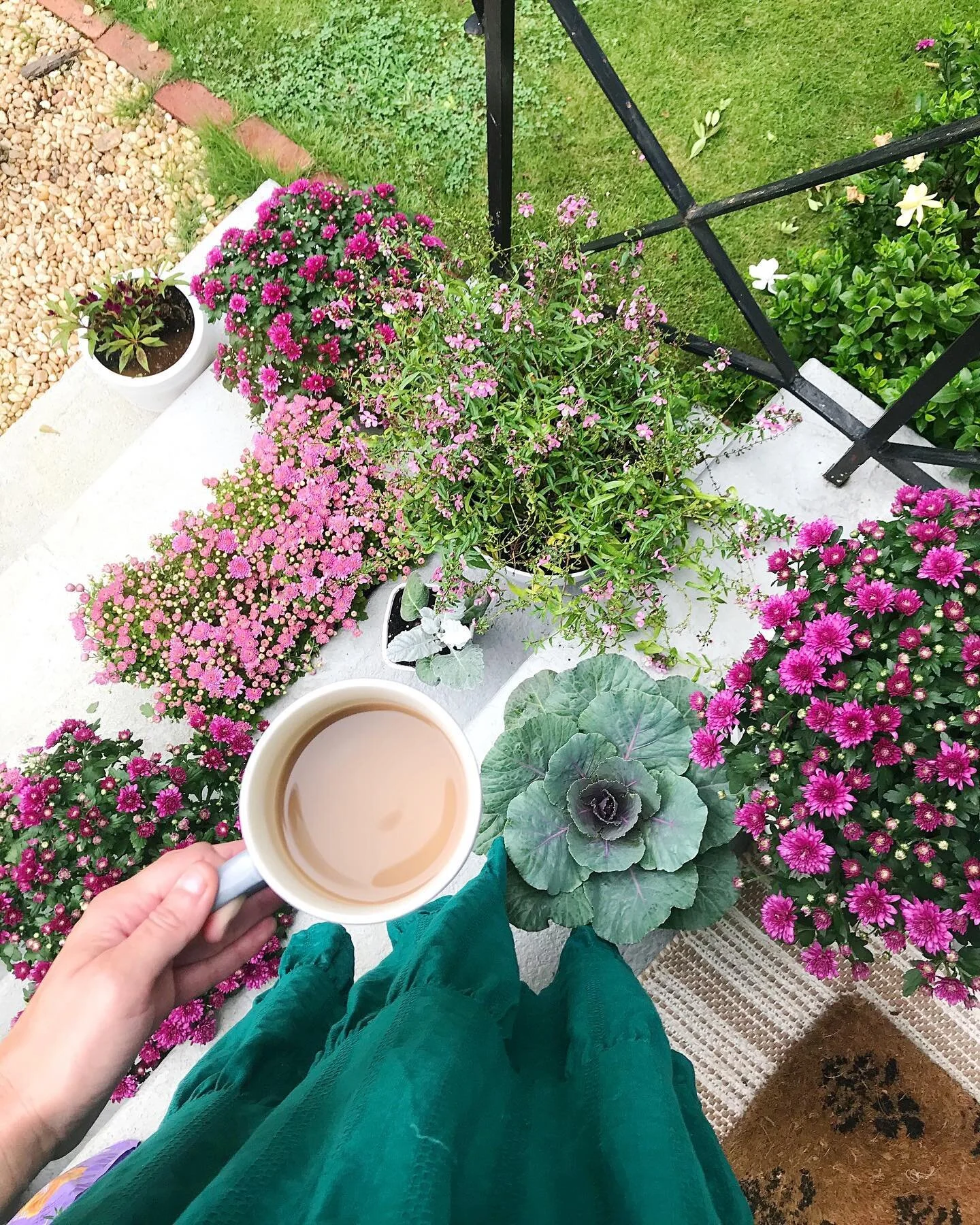 Mums &amp; Coffee all day long 🤗. For years all my mums promptly died a couple weeks in, until I finally figured out a couple simple tricks to ensure they continuously bloom all fall long 😉. Sharing now in stories!