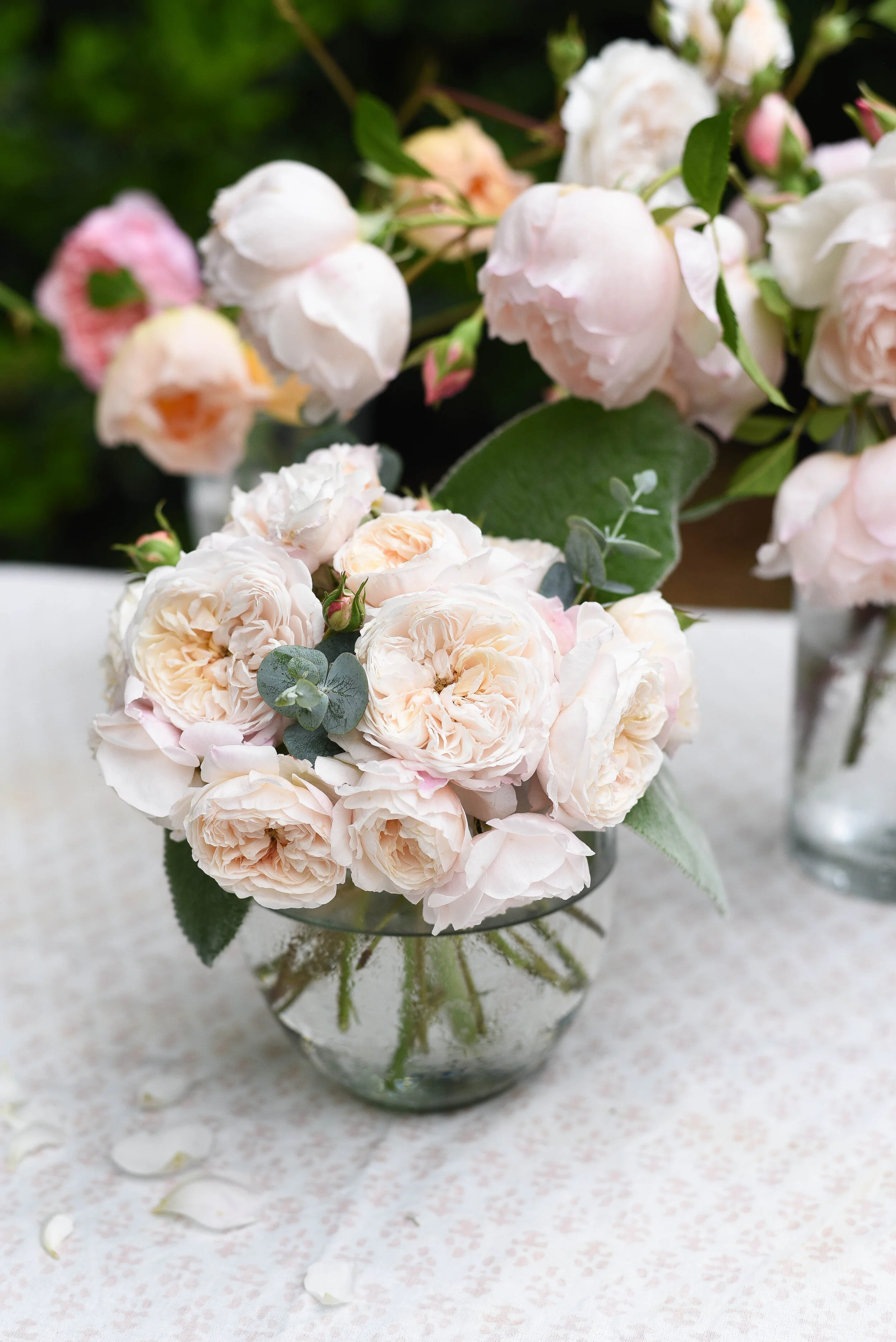 David Austin Roses &amp; The Varieties I Grow