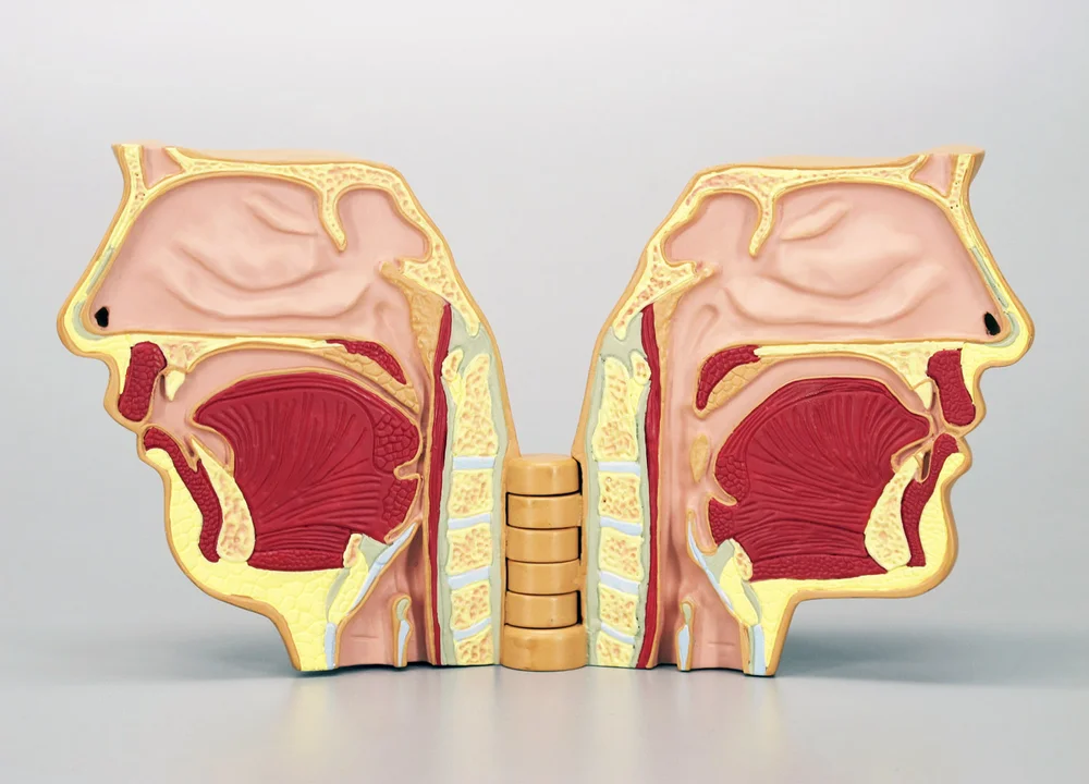 Apnea Model