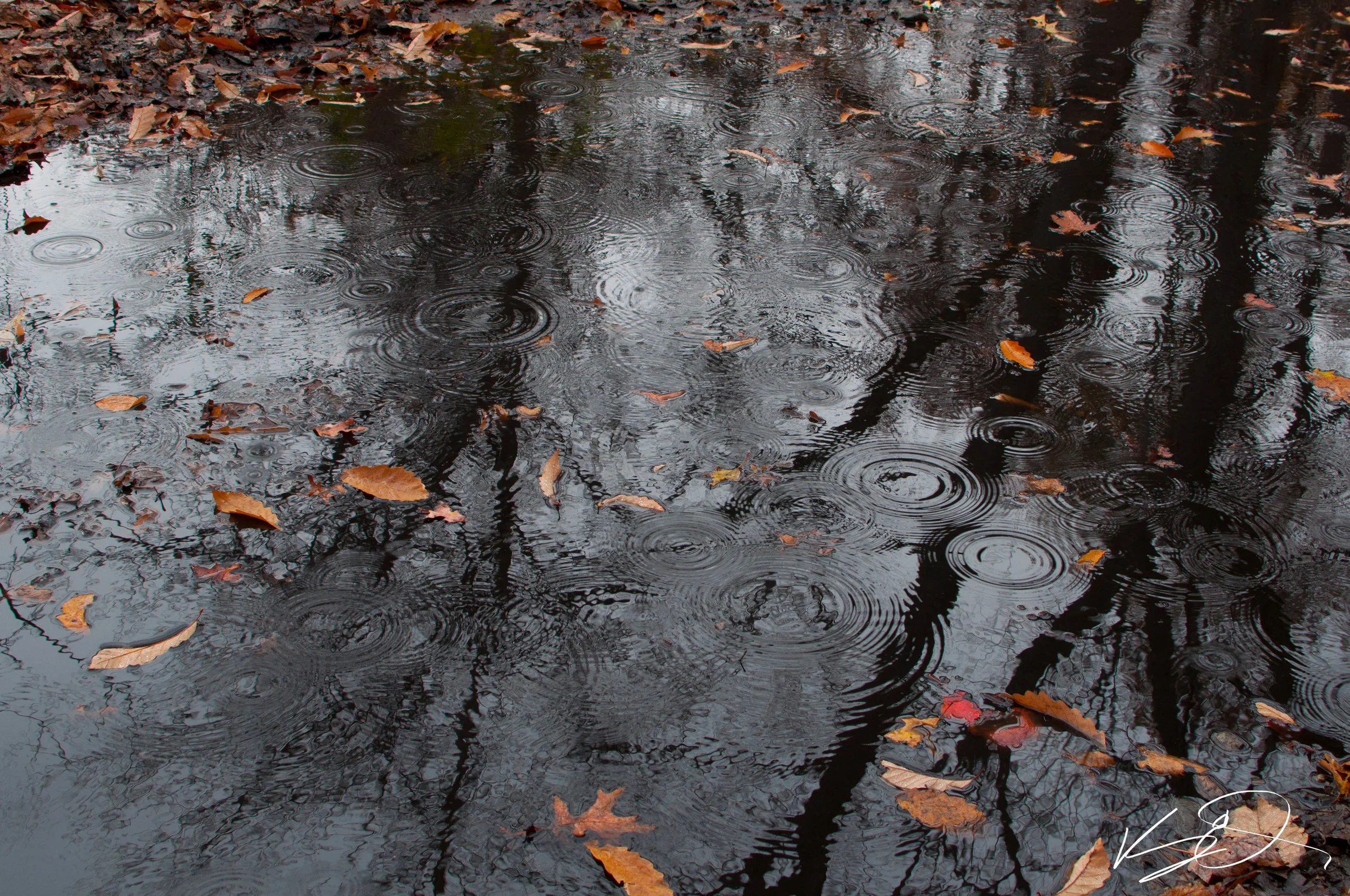 Photo of the Week: Monochrome Rain Ripples