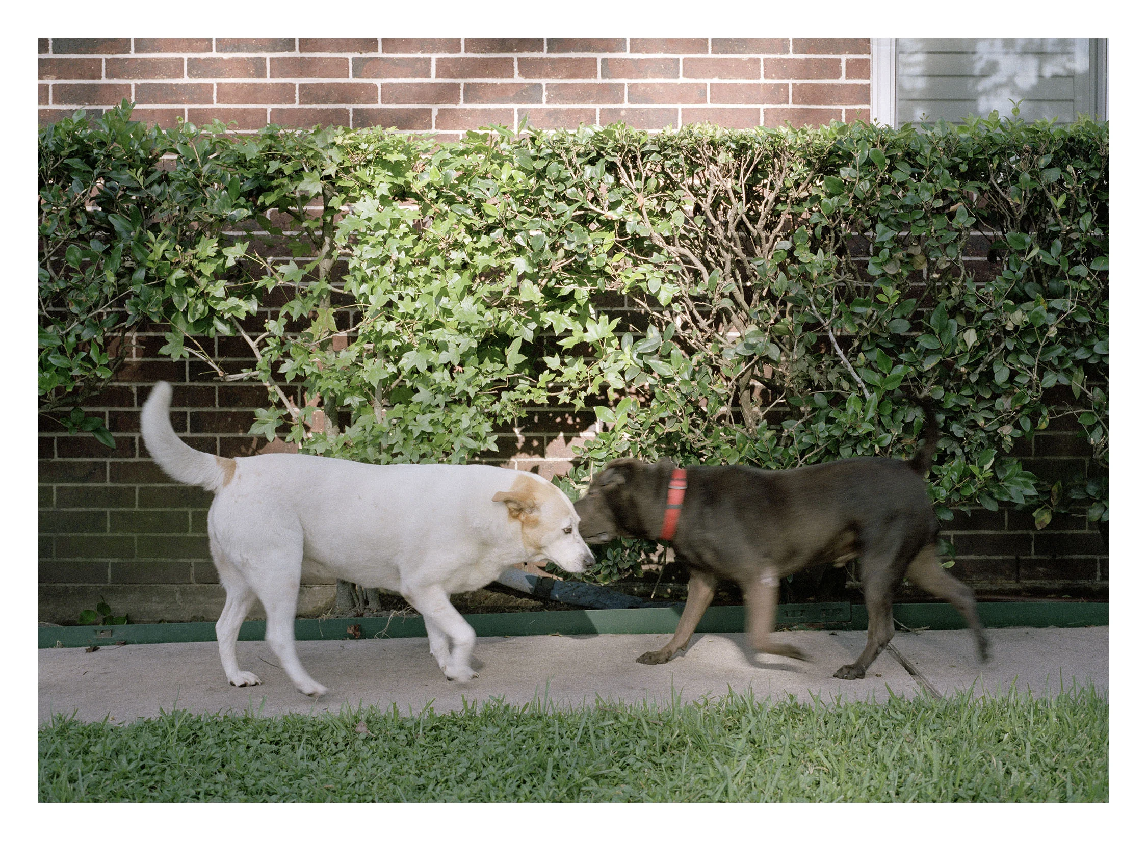 Dogs_001.jpg