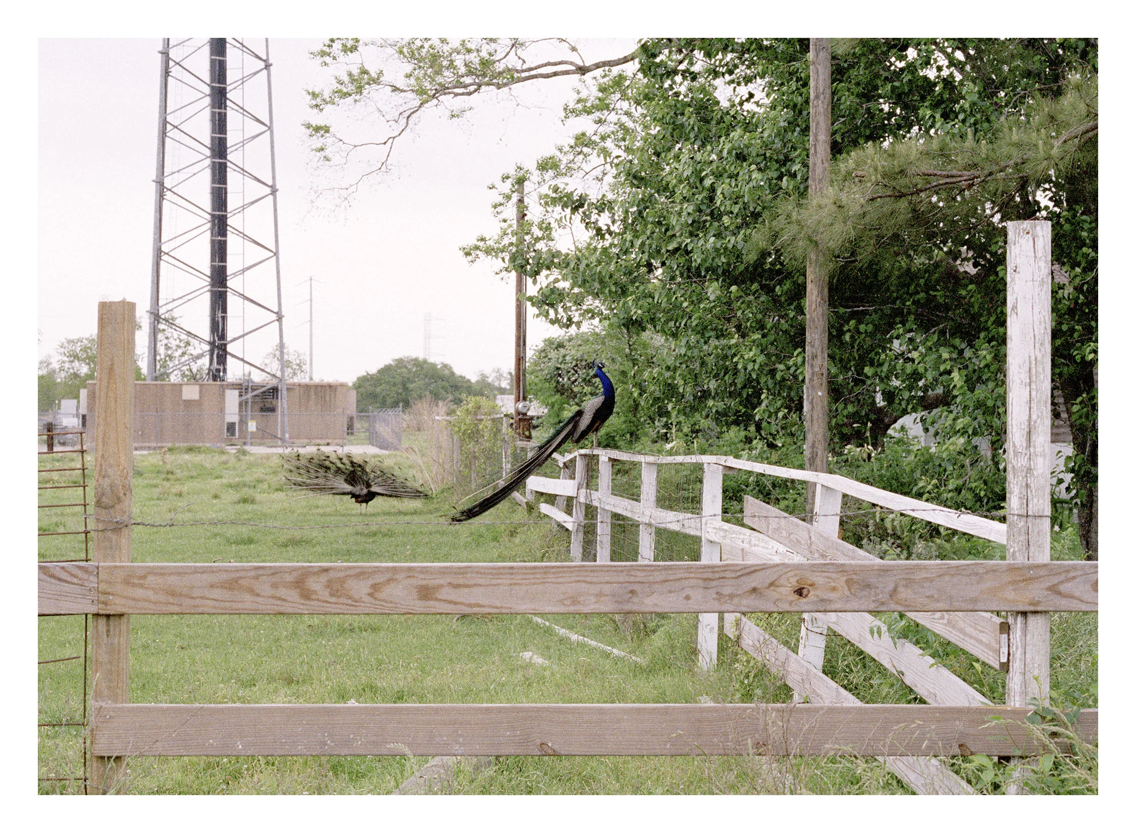 Peacock_001.jpg