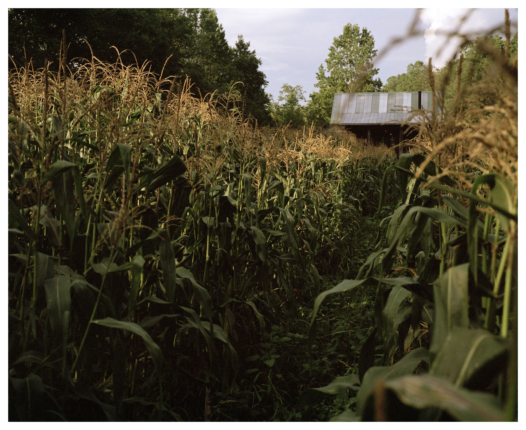 Corn_001.jpg