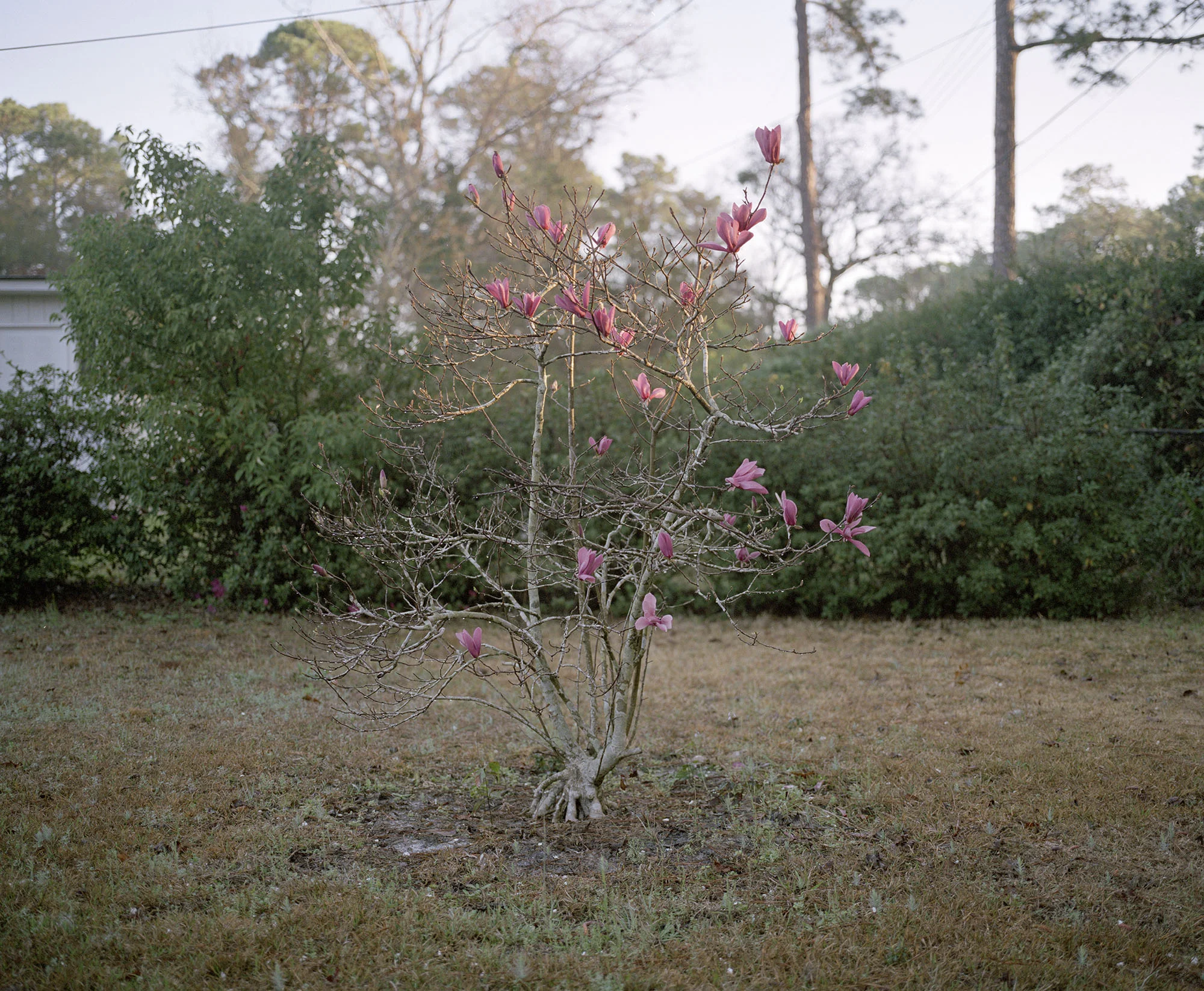 FirstBloom_001.jpg