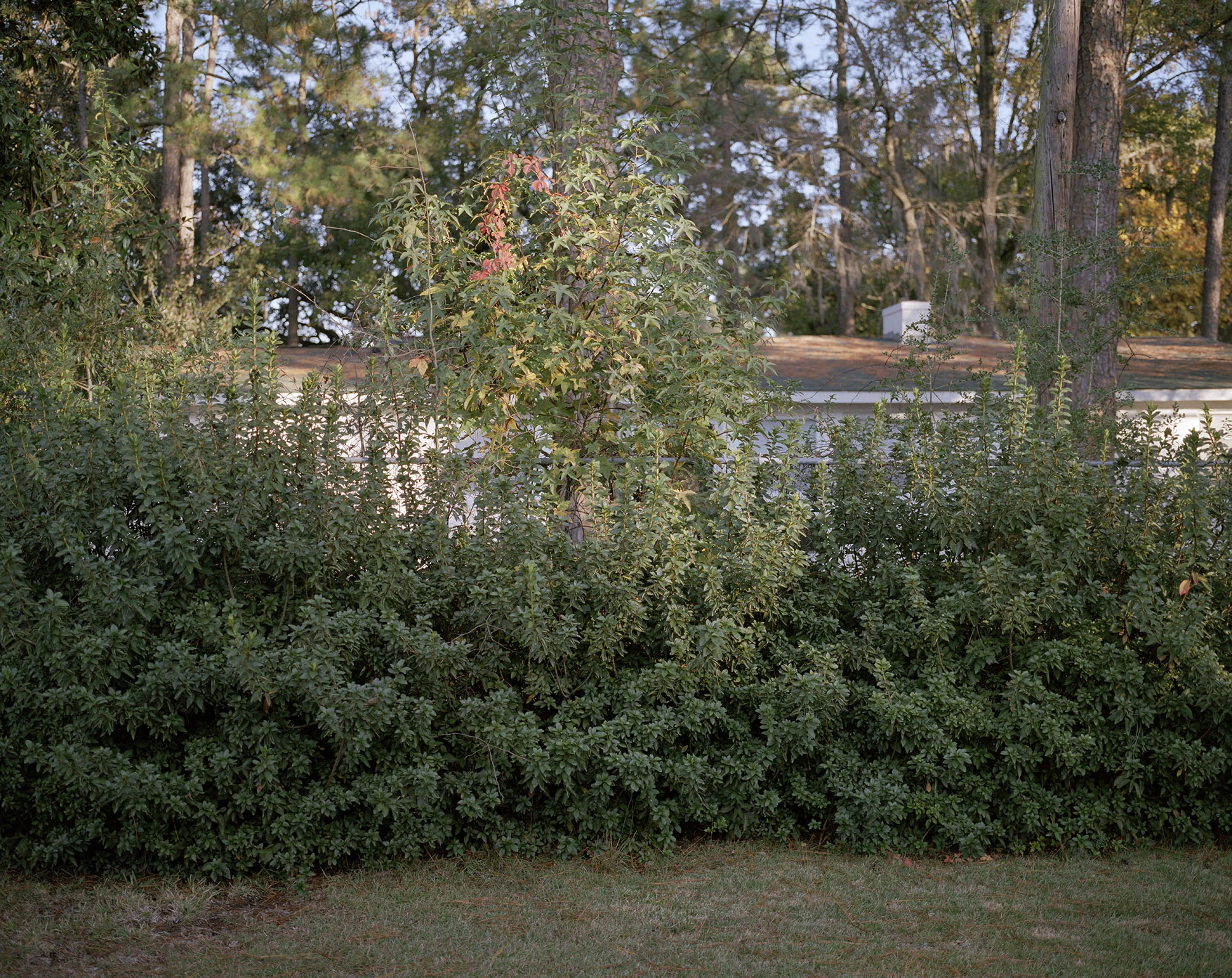 Backyard_001.jpg