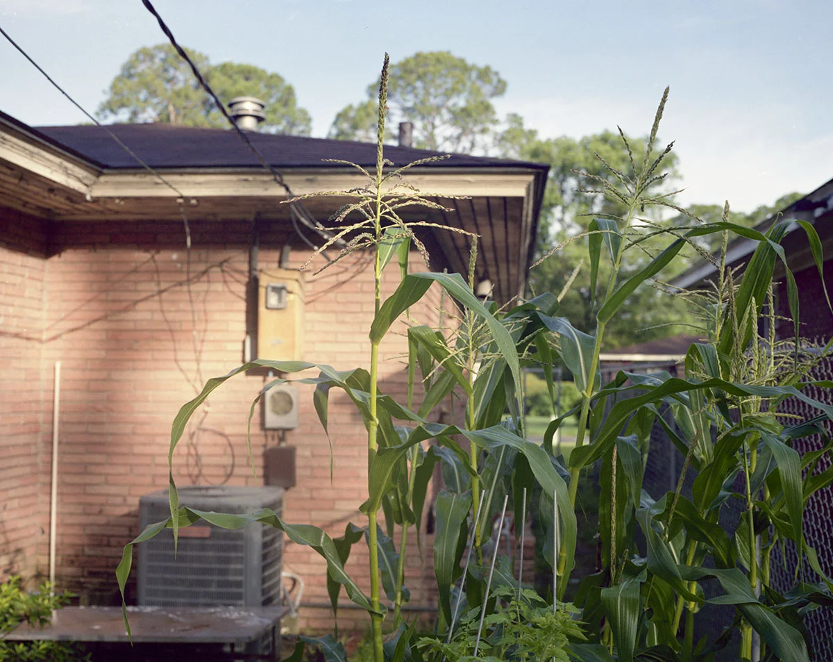 Corn_001.jpg