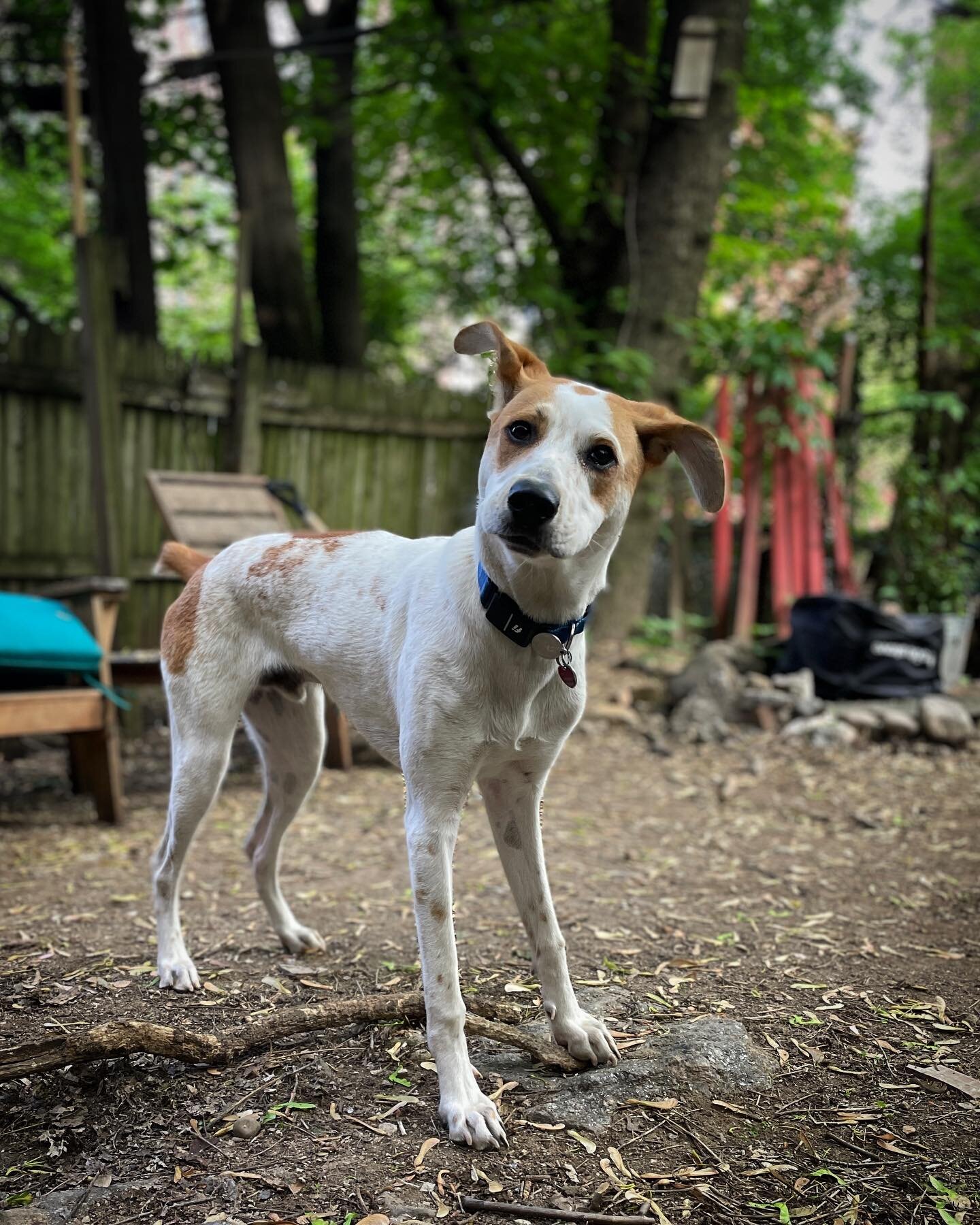 Boy in his new backyard.
#SpecialAgentDaleCooperthePup