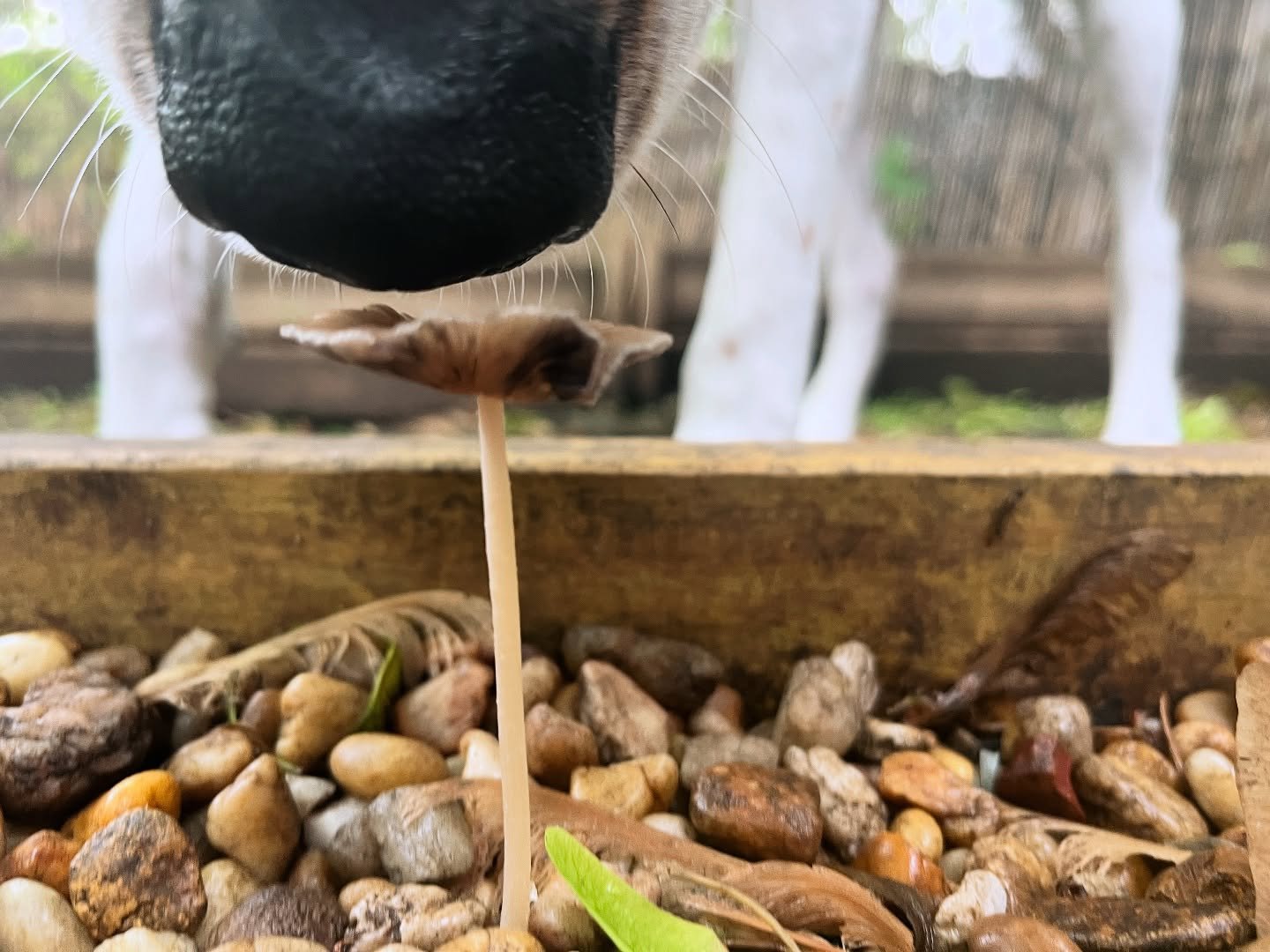 Sniff