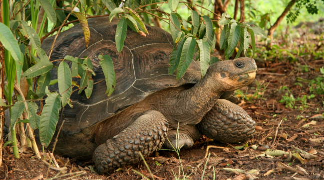 una tortuga gigante en galápagos (foto © greg shenkler)