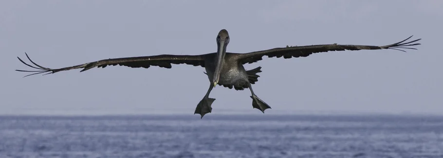 A Brown Pelican comes in for a landing. Photo by Regina Dehard)