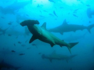Scalloped Hammerhead Shark © Josser Delgado