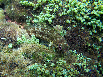 planta invasora Caulerpa racemose (foto © Kelle fitzpatrick)