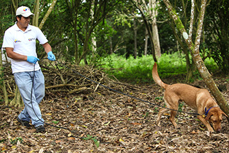 un perro de detección en galápagos (foto © rebecca ross)