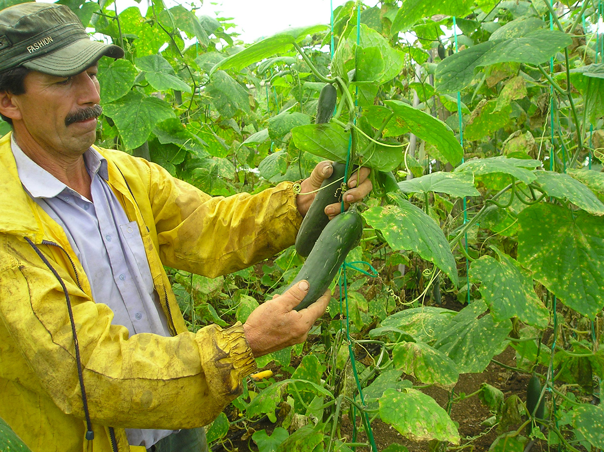 una granja de verduras sostenible en galápagos (FOTO © GALAPAGOS CONSERVANCY)