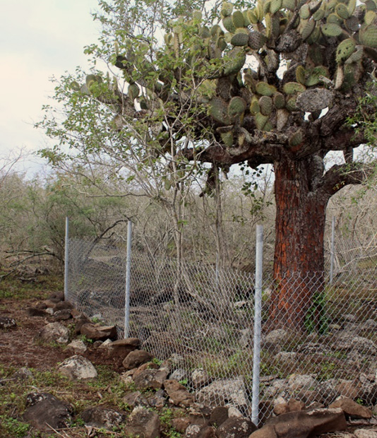 una parcela permanente en la isla Española (foto © james gibbs)