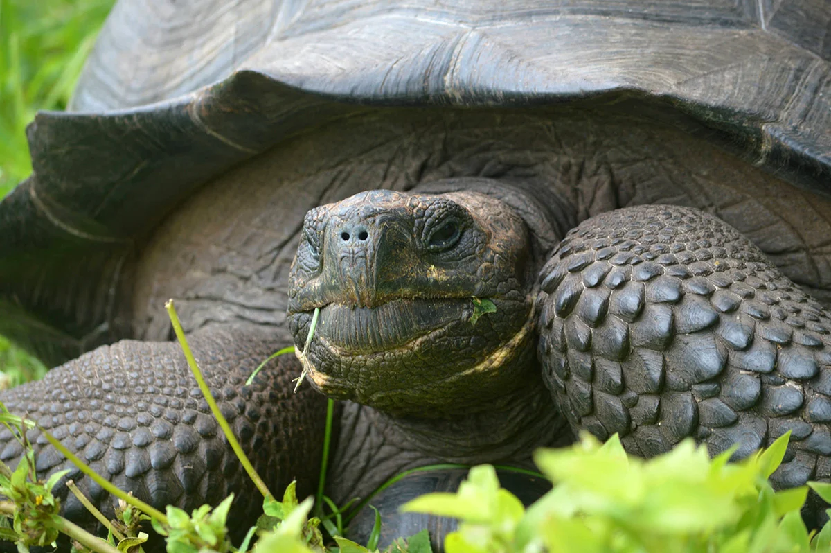 una tortuga de especies Chelonoidis donfaustoi (cerro fatal) de la Isla Santa Cruz (foto © wacho tapia )