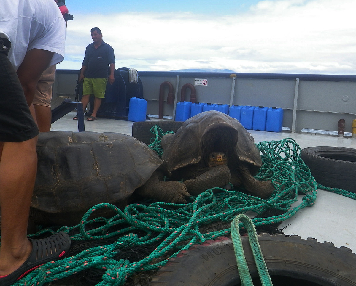 tortugas colectadas en la expeditión a volcán wolf en diciembre 2015 (foto © gisella caccone )