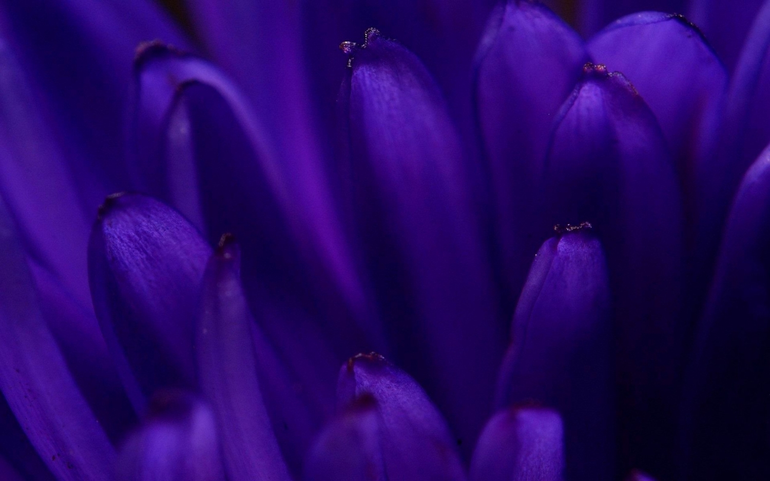 Blue-Petals-Sky-1800x2880.jpg