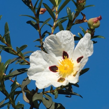 Labdanum Absolute (Cistus ladaniferus): Spain